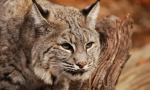Crvenokosa lynx (bobket)